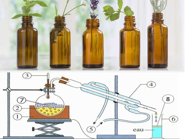 how to distill rose essential oil